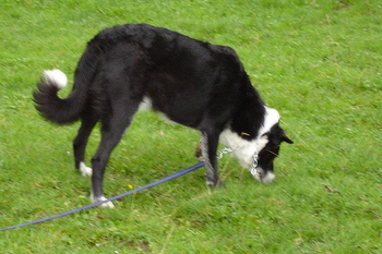dsc00418.jpg